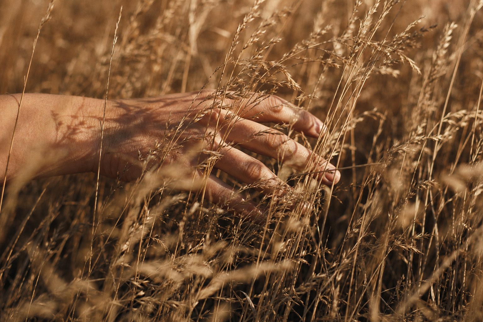 Hand in sonnenbeschienenem Gras